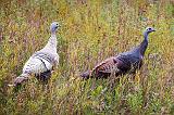 Wild Turkeys_23434-5